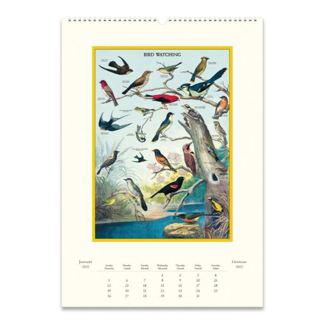 Cavallini 2025 Wall Calendar – Bird Watching - Image 2