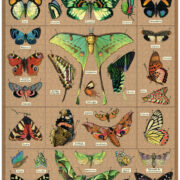 Cavallini - 1000 Pc Puzzle Entomology - Image 2