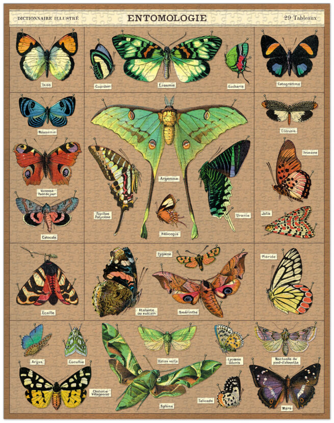 Cavallini - 1000 Pc Puzzle Entomology - Image 2