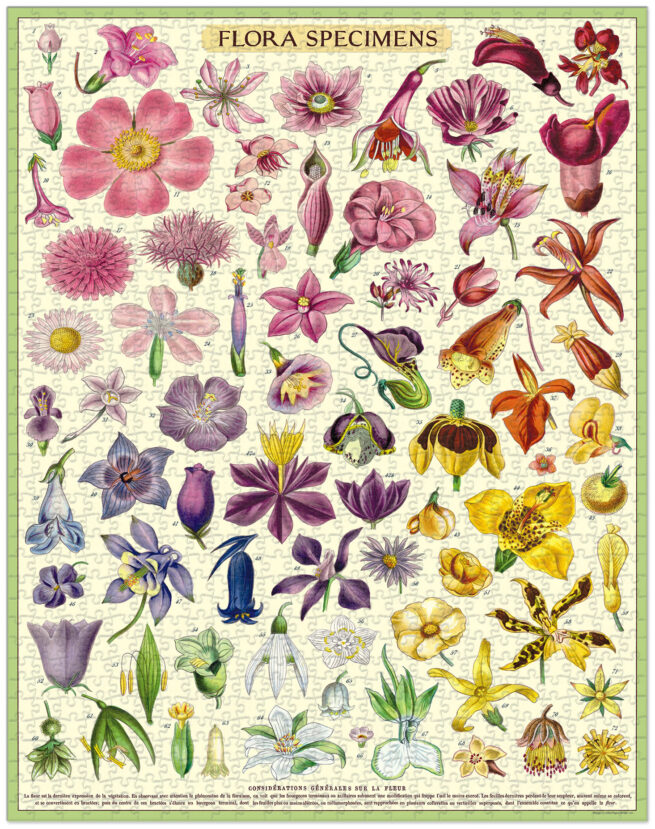 Cavallini - 1000 Pc Puzzle Flora Specimens - Image 2