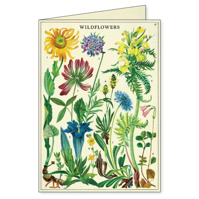 Cavallini Boxed Notecards - Wildflowers - Image 4