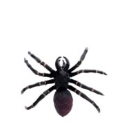 Rex London Realistic Toy - Tarantula - Image 3