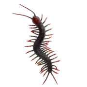 Rex London Realistic Toy - Centipede - Image 2