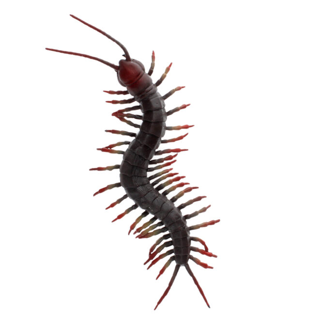 Rex London Realistic Toy - Centipede - Image 2