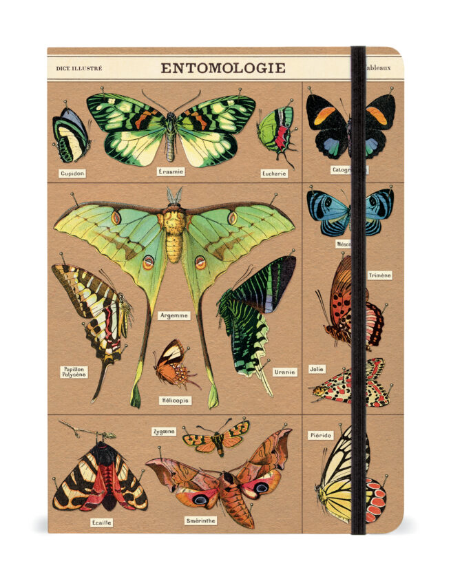 Cavallini Notebook Large -Entomology
