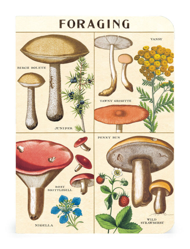 Cavallini Notebook Mini Set 3 - Foraging - Image 2