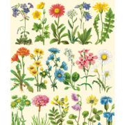 Cavallini Notebook Mini Set 3 - Wildflowers 2 - Image 3