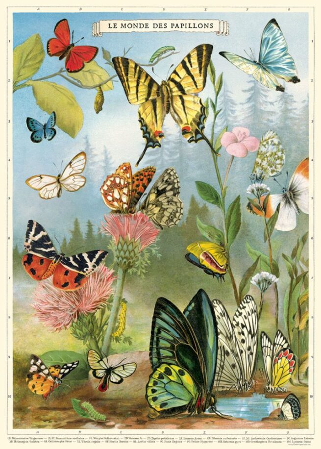 Cavallini Poster/Gift Wrap - Butterflies