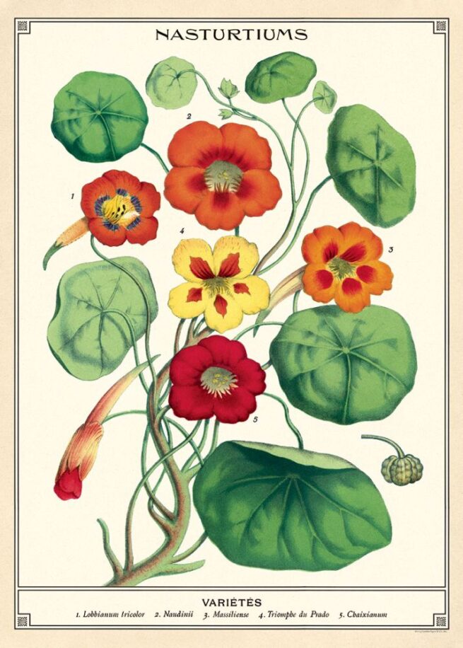 Cavallini Poster/Gift Wrap - Nasturiums