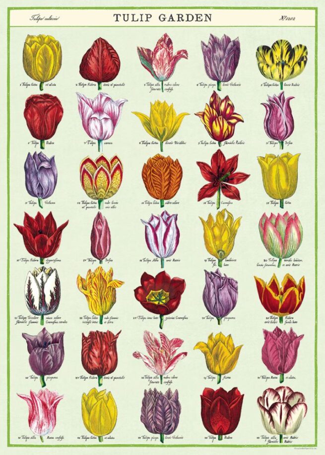 Cavallini Poster/Gift Wrap - Tulip Garden